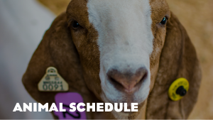 Animal Schedule