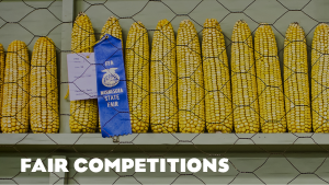 Fair Competitions